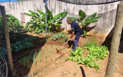 AME Promissão colhe bons frutos com horta sustentável